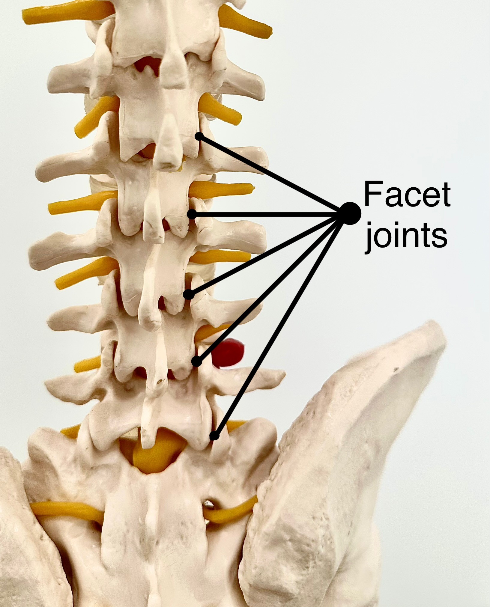 facet joint anatomy picture facet joint anatomy picture